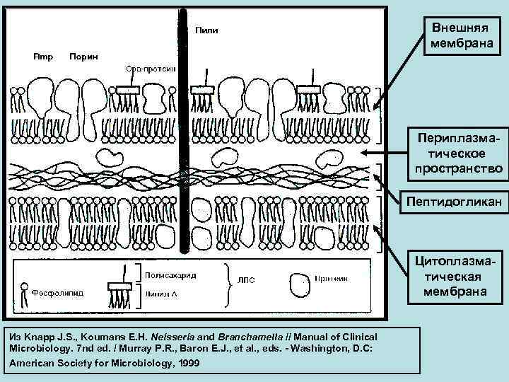Внешняя мембрана Периплазматическое пространство Пептидогликан Цитоплазматическая мембрана Из Knapp J. S. , Koumans E.
