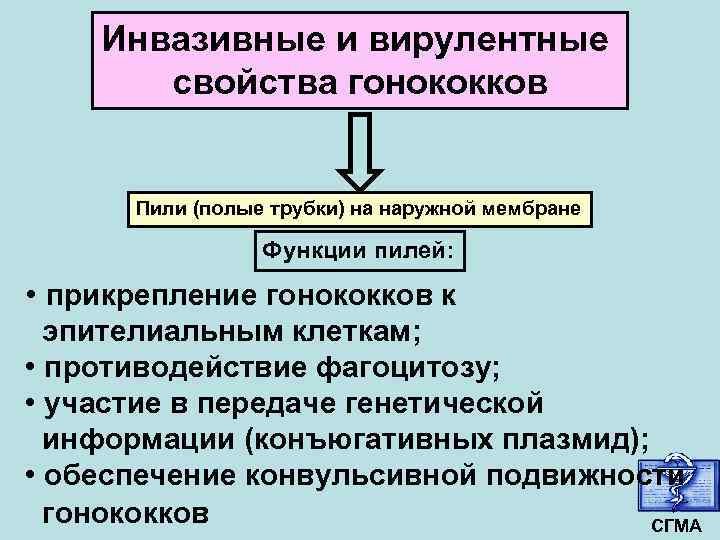 Инвазивные и вирулентные свойства гонококков Пили (полые трубки) на наружной мембране Функции пилей: •