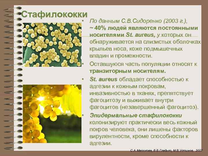 Стафилококки • По данным С. В. Сидоренко (2003 г. ), ~ 40% людей являются