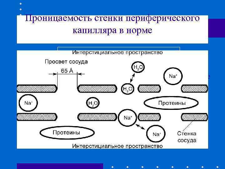  Проницаемость стенки периферического капилляра в норме Периферический капилляр Просвет сосуда Интерстициальное пространство 65