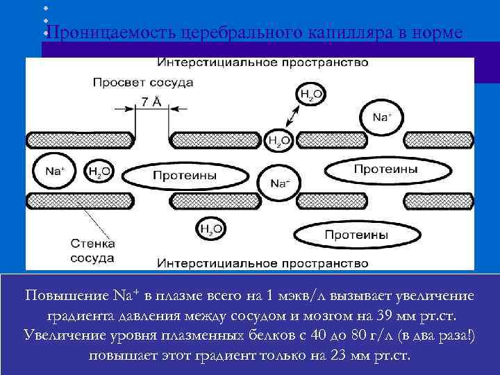 Проницаемость церебрального капилляра в норме Церебральный капилляр Просвет сосуда 7 А Н 2 О