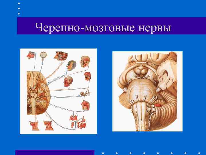 Черепно-мозговые нервы 