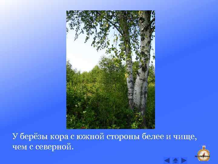 У берёзы кора с южной стороны белее и чище, чем с северной. На оглавление