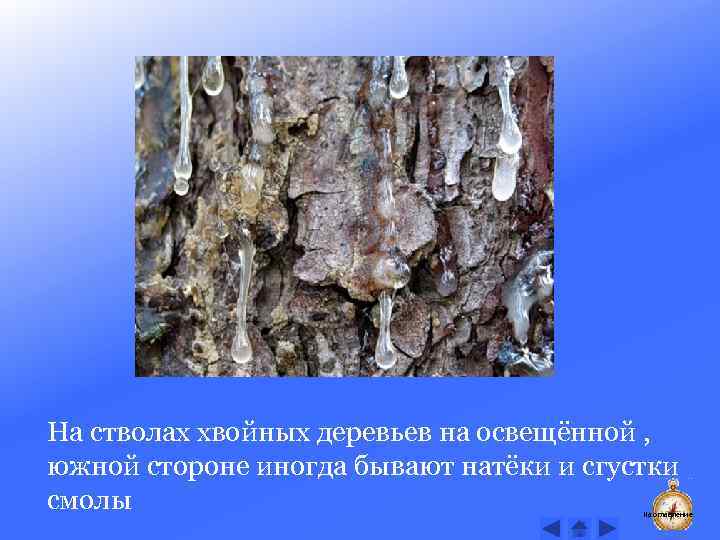 На стволах хвойных деревьев на освещённой , южной стороне иногда бывают натёки и сгустки