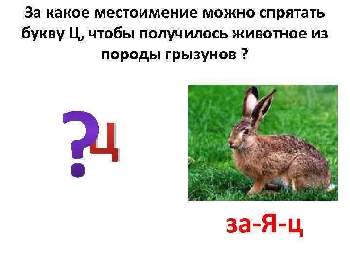За какое местоимение можно спрятать букву Ц, чтобы получилось животное из породы грызунов ?
