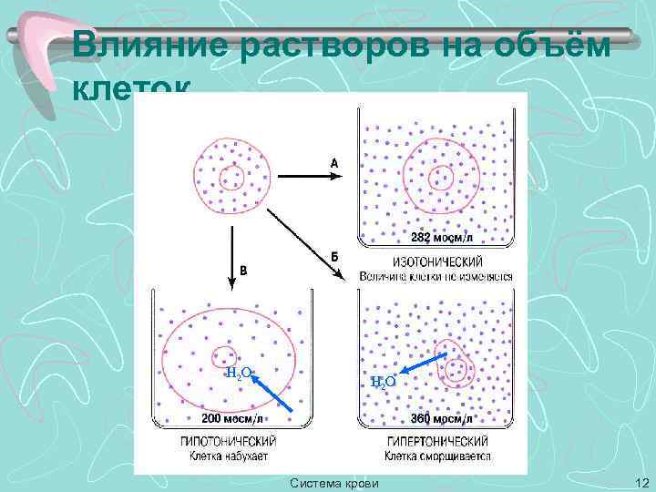 Влияние растворов на объём клеток H 2 O Система крови 12 