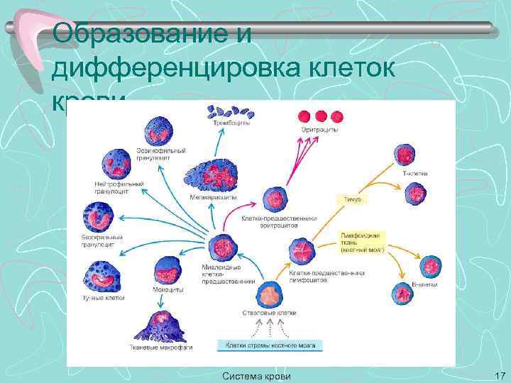Образование и дифференцировка клеток крови Система крови 17 
