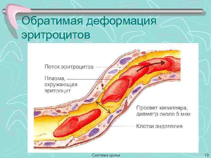 Обратимая деформация эритроцитов Система крови 19 