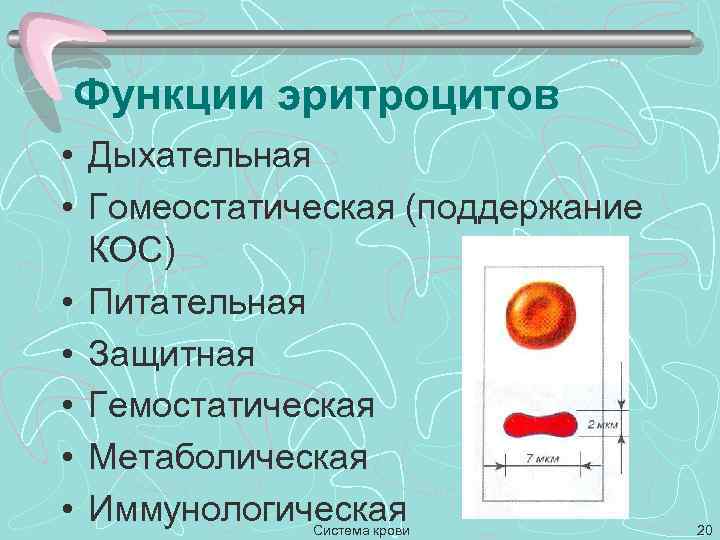 Функции эритроцитов