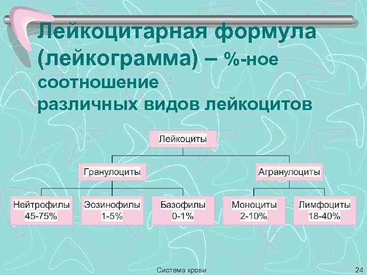 Лейкоцитарная формула (лейкограмма) – %-ное соотношение различных видов лейкоцитов Система крови 24 