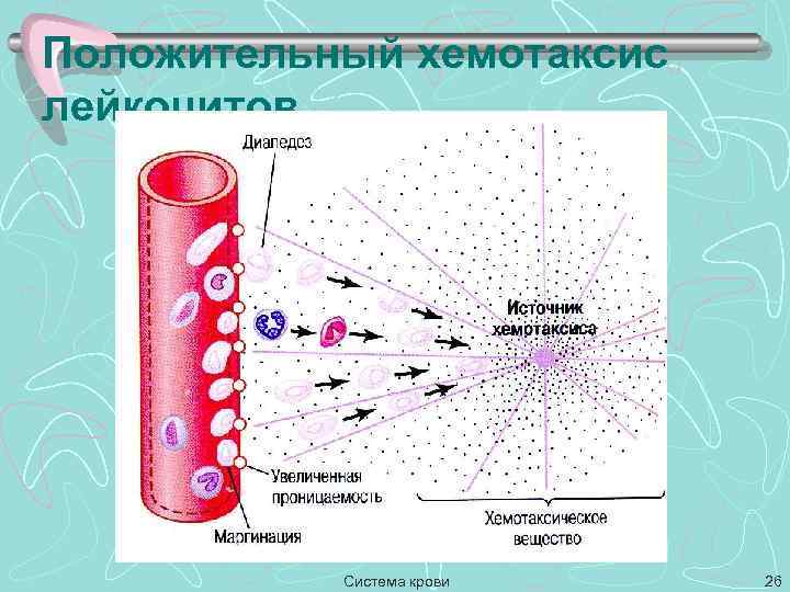 Хемотаксис это. Положительный хемотаксис. Хемотаксис нейтрофилов иммунология. Положительный хемотаксис лейкоциты проявляют в отношении. Хемотаксис функции.