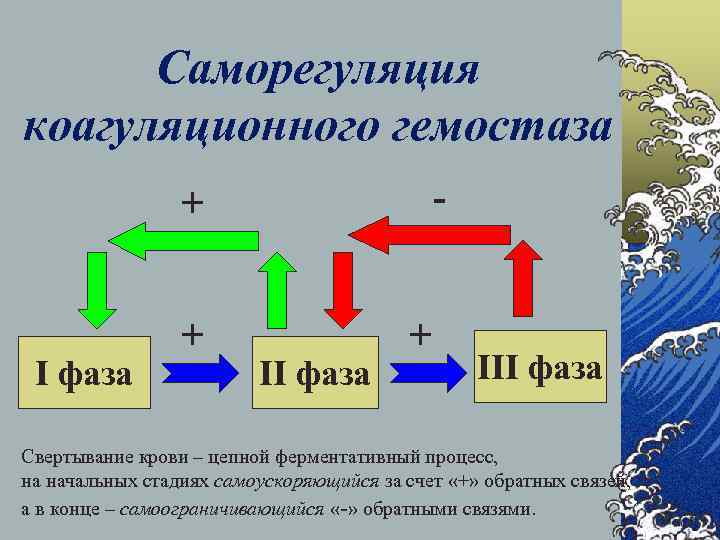 Коагуляционный гемостаз. Процессов коагуляционного гемостаза. Фазы коагуляционного гемостаза физиология. Первая фаза коагуляционного гемостаза. Фазы коагуляционного гомеостаза.