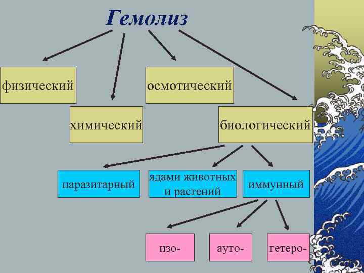 Гемолиз физический осмотический химический паразитарный биологический ядами животных и растений изо- ауто- иммунный гетеро-
