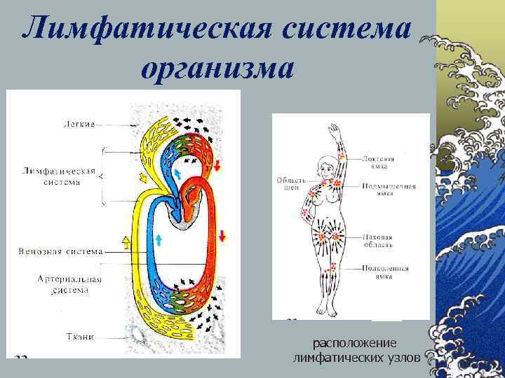 Лимфатическая система организма расположение лимфатических узлов 