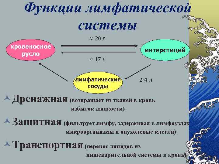 Функции лимфатической системы ≈ 20 л кровеносное русло интерстиций ≈ 17 л лимфатические сосуды