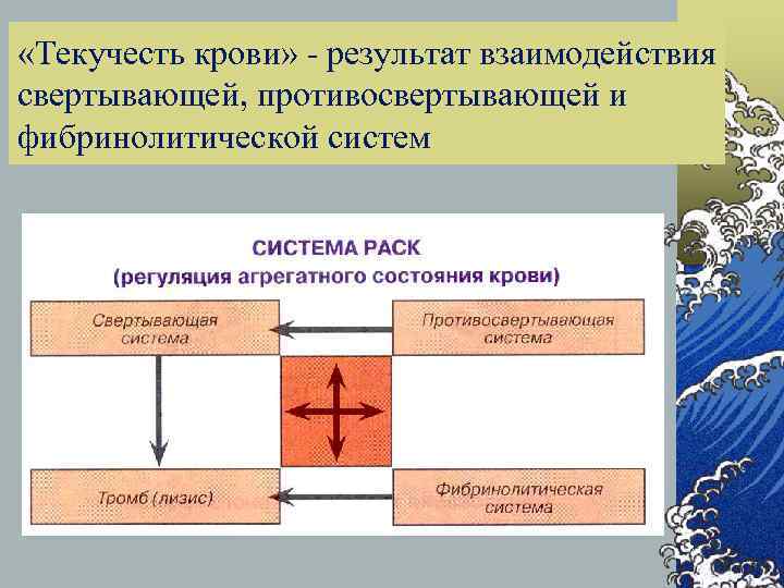  «Текучесть крови» - результат взаимодействия свертывающей, противосвертывающей и фибринолитической систем 
