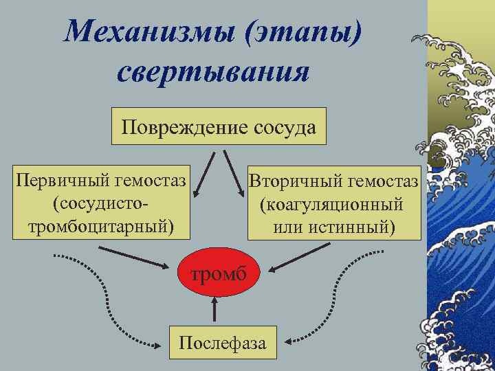 Механизмы (этапы) свертывания Повреждение сосуда Первичный гемостаз (сосудистотромбоцитарный) Вторичный гемостаз (коагуляционный или истинный) тромб