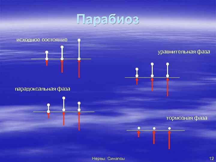 Парабиоз исходное состояние уравнительная фаза парадоксальная фаза тормозная фаза • Нервы. Синапсы • •