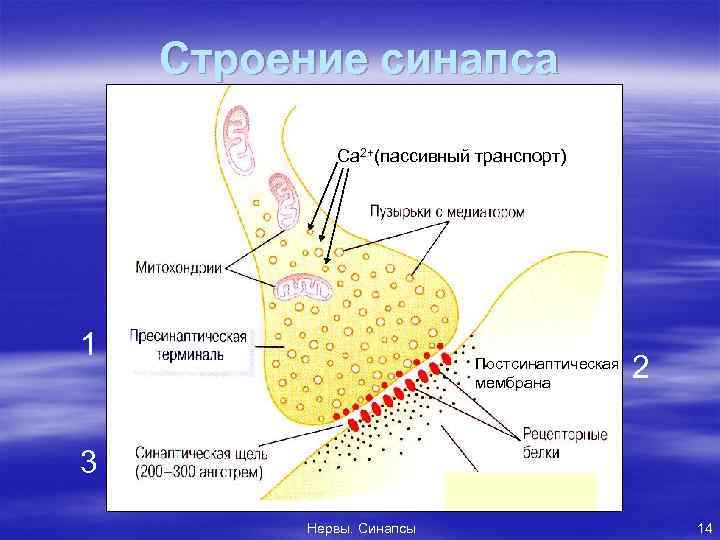 Строение синапса Ca 2+(пассивный транспорт) 1 Постсинаптическая мембрана 2 3 Нервы. Синапсы 14 