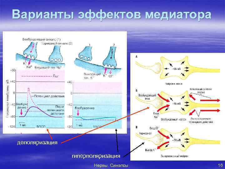 Варианты эффектов медиатора деполяризация гиперполяризация Нервы. Синапсы 16 