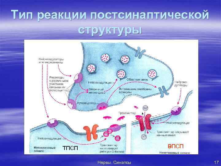 Тип реакции постсинаптической структуры ВПСП ТПСП Нервы. Синапсы 17 