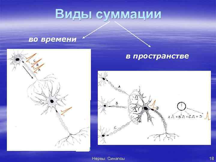 Виды суммации во времени в пространстве Нервы. Синапсы 18 