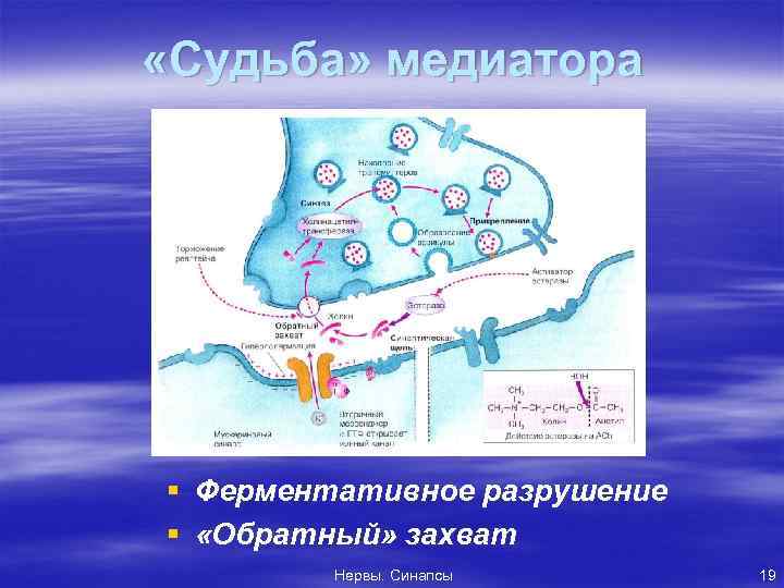  «Судьба» медиатора § § Ферментативное разрушение «Обратный» захват Нервы. Синапсы 19 