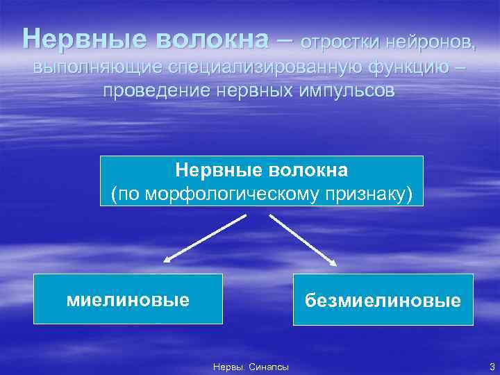 Нервные волокна – отростки нейронов, выполняющие специализированную функцию – проведение нервных импульсов Нервные волокна