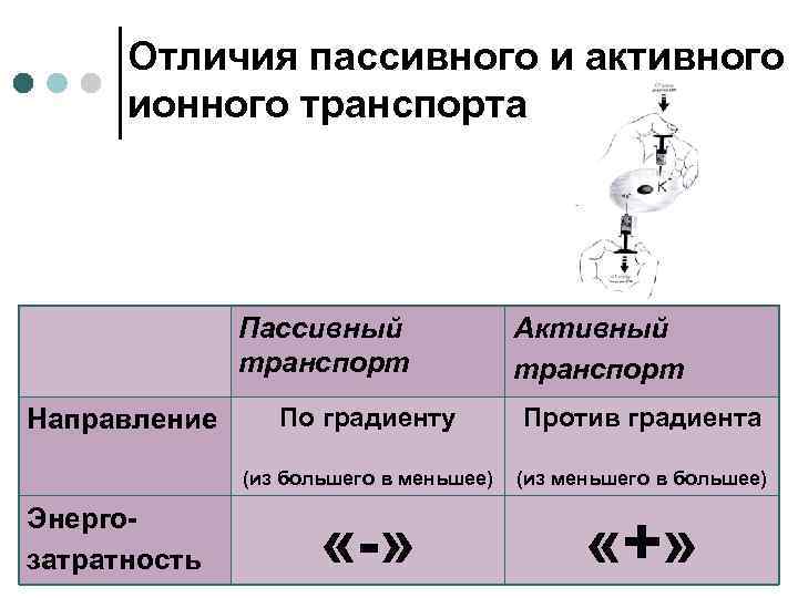  Отличия пассивного и активного ионного транспорта Пассивный Активный транспорт Направление По градиенту Против