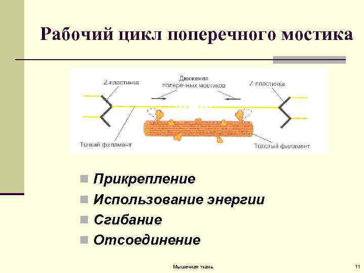 Рабочий цикл поперечного мостика n Прикрепление n Использование энергии n Сгибание n Отсоединение Мышечная