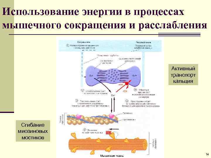 Окислительный процесс в мышцах. Процесс мышечного сокращения. Кальций в сокращении мышц. Энергетика мышечного сокращения. Активный транспорт кальция.