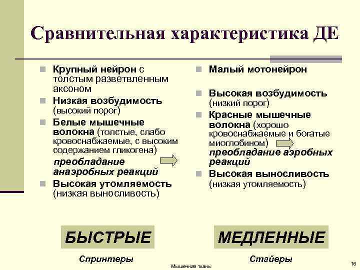 Сравнительная характеристика ДЕ n Крупный нейрон с n Малый мотонейрон толстым разветвленным аксоном n