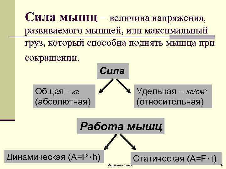 Мышечное усилие