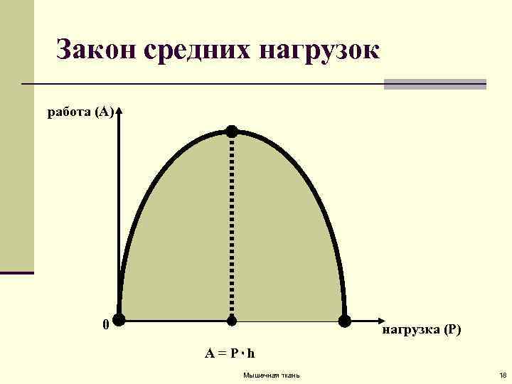 Закон средних нагрузок работа (A) 0 нагрузка (P) А = P۰h Мышечная ткань 18