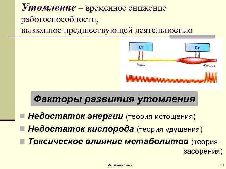 Утомление – временное снижение работоспособности, вызванное предшествующей деятельностью Факторы развития утомления n Недостаток энергии