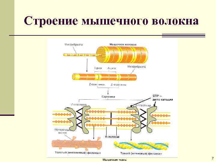 Т система. Строение мышечного волокна физиология. Схема строения мышечного волокна. Т система мышечного волокна схема. Электронно микроскоп строение мышечного волокна.