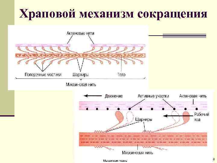 Храповой механизм сокращения Мышечная ткань 8 