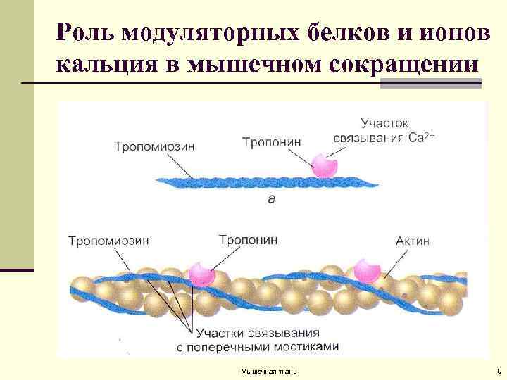 Сокращение белков