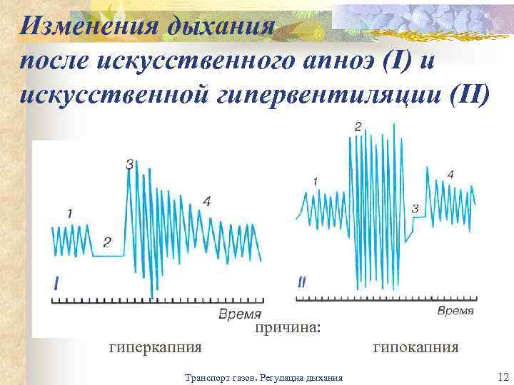 Изменения дыхания после искусственного апноэ (I) и искусственной гипервентиляции (II) причина: гиперкапния Транспорт газов.