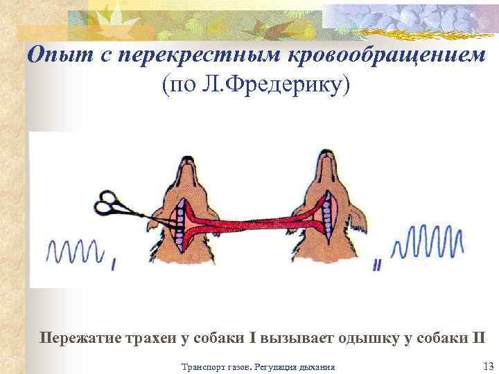 Опыт с перекрестным кровообращением (по Л. Фредерику) Пережатие трахеи у собаки I вызывает одышку