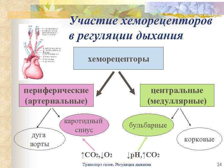 На рисунке изображена схема регуляции дыхания человека какое общее свойство живых