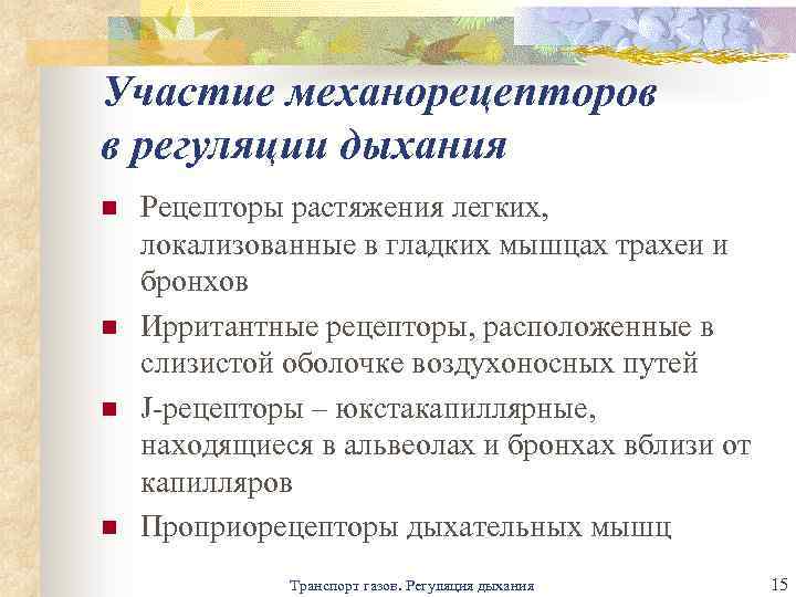 Участие механорецепторов в регуляции дыхания n n Рецепторы растяжения легких, локализованные в гладких мышцах