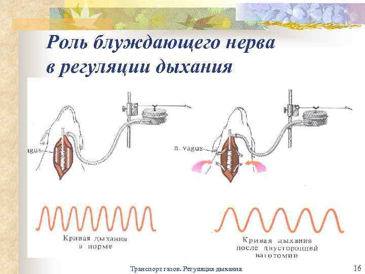 Роль блуждающего нерва в регуляции дыхания Транспорт газов. Регуляция дыхания 16 