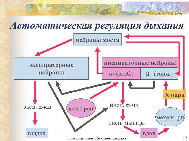 Дыхательные движения регуляция дыхания презентация 8 класс