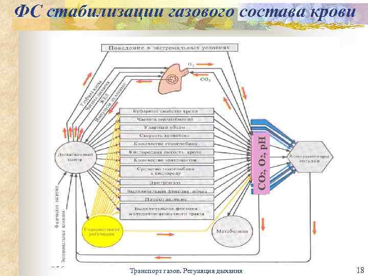 Схема функциональной системы дыхания