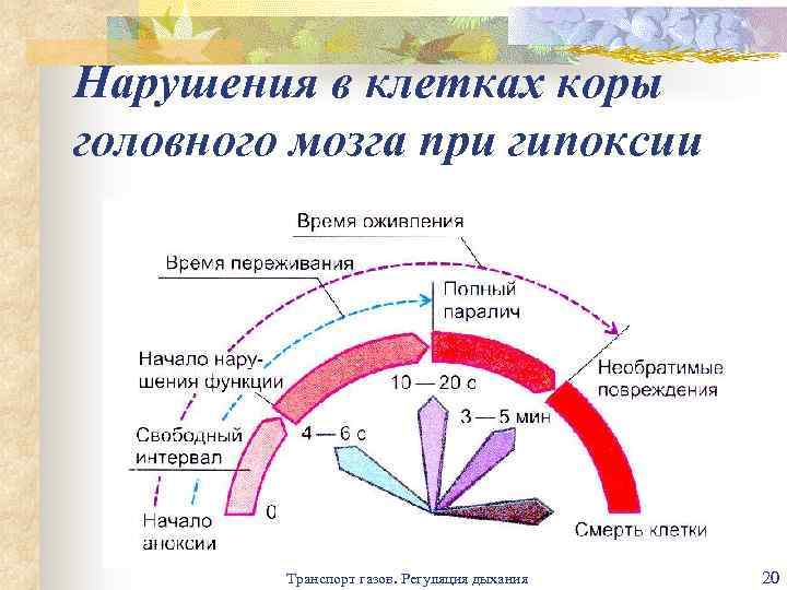 Нарушения в клетках коры головного мозга при гипоксии Транспорт газов. Регуляция дыхания 20 