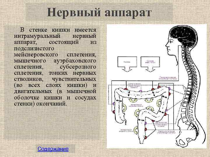 Содержание клинической анатомии