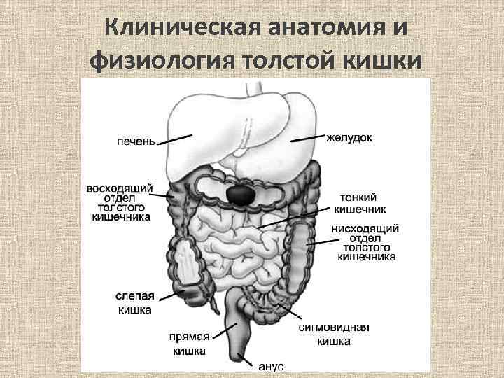 Толстая кишка анатомия рисунок