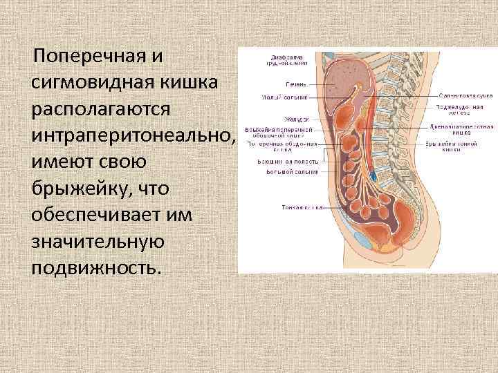  Поперечная и сигмовидная кишка располагаются интраперитонеально, имеют свою брыжейку, что обеспечивает им значительную