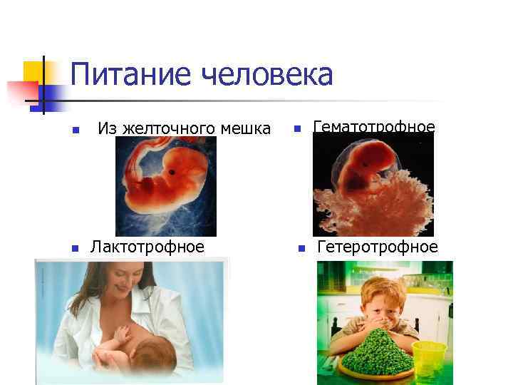 Питание человека n n Из желточного мешка Лактотрофное n n Гематотрофное Гетеротрофное 